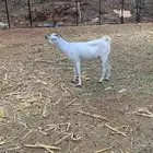 معزا بيشيه
