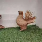 جوز الاسكا