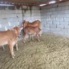 عجل   2 عجلة حسلان من المزرعة