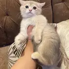 ذكر كيتن سكوتش ستريت ay11