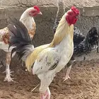دجاج بلدي