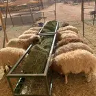 نعيمي أردني أوزان جبر مرابي بمزارعنا للجملة
