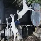 بهم او خبيش للبيع