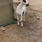 معزه صنف