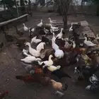 بط للبيع بالجمله