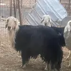 طليان كفو 4جذعان و1فحل