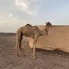 قعود للبيع