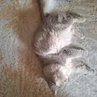 قط شيراز للتزاوج بدون مقابل