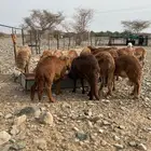 سواكن حمري ذبايح مناسبات مرابي 3 شهور و نص