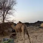للبيع ناقه حايل