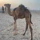 قعود لباني العمر 4 شهور على الحليب