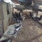 دجاج