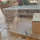 طيور روز ابيض اللون على السوم المذنب