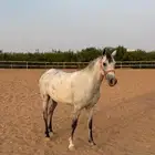 فرس