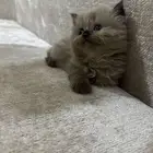 4 قطط شيرازية للبيع
