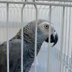 ببغاء كاسكو متكلم واليف وعمره 5 سنوات