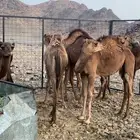 للبيع حشو تربيه العدد 13 كلها قعدان