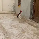 زوج شامو ياباني توب التوب