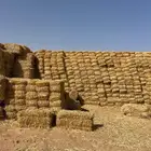 تبن شعير