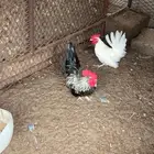 ديوك جنبيز