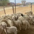 بهم تربيه32