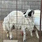 خروف طيب للبيع