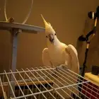 كوكاتو سلفر كرستد