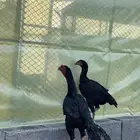زوج دجاج سندي بيور ماديا