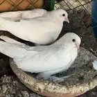 حمام صنعاني صفاق