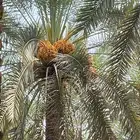 بيع ثمرة النخل وبيع نخل