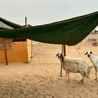 نعجه طيبه شرط
