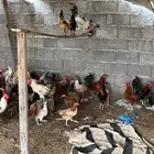 دجاج بلدي