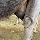 خلفه مصغر تحتها بكره