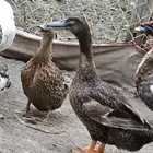 بط خضيري