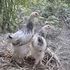 دجاج براهم كولمبي