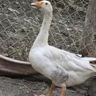 بط حساوي