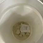 اكل ببغاء لوري