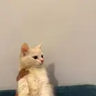 قطط للتبني