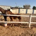 مهر عربي شعبي
