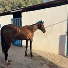 حصان انجليزي للبيع