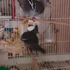 يمام خلخليت الاحساء