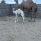 خلفة مصغر كفو