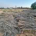 عسب نخل علف