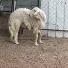 فحل اصفر فاخر