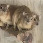 أناثي وبران منتجة للبيع