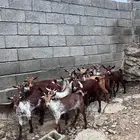 جفار وشح تاسيس مراح