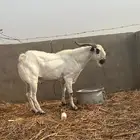 تيس بيشي صنف الصنف