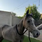 مهر عربي للبيع