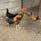 دجاج