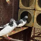 حمام باكستاني